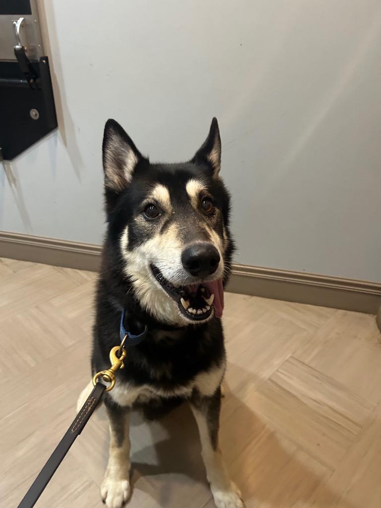 Enlarge Jose, a Adoptable Husky in Sharpsburg, GA image 2/5