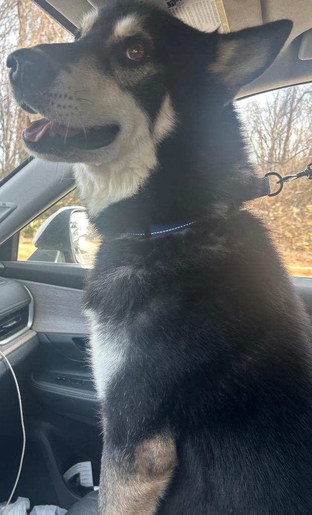 Enlarge Jose, a Adoptable Husky in Sharpsburg, GA image 3/3