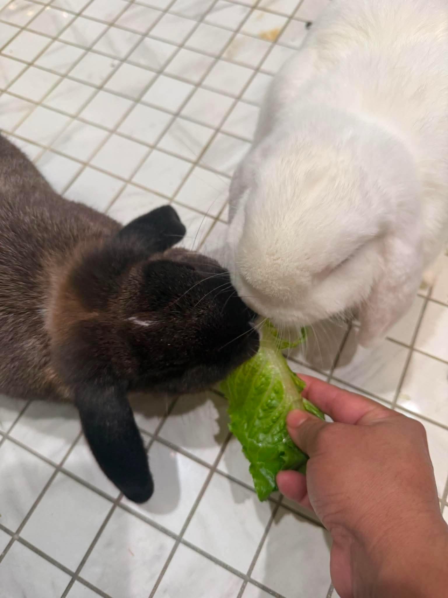 Enlarge Snowy & Brownie, a Adoptable mixed breed in Paradis, LA image 4/6