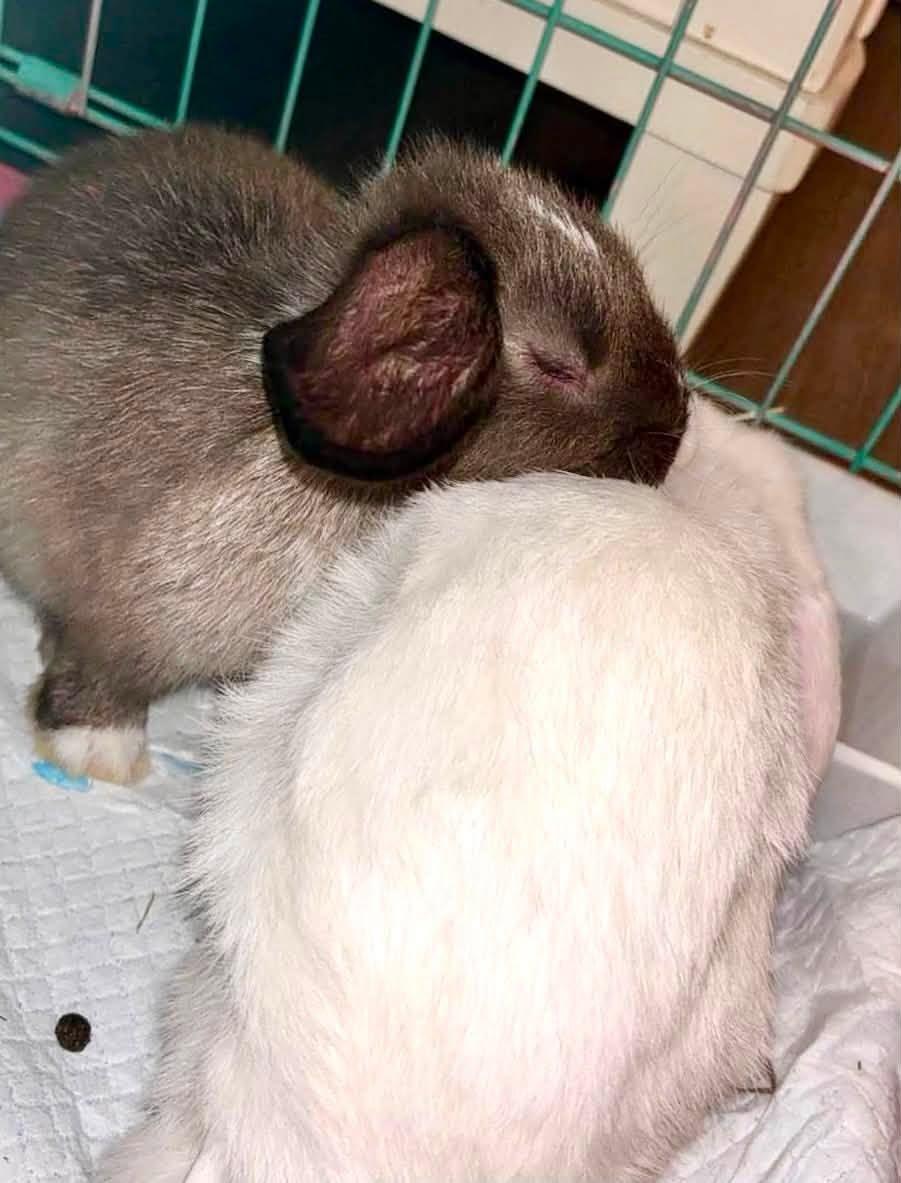 Enlarge Snowy & Brownie, a Adoptable mixed breed in Paradis, LA image 5/6