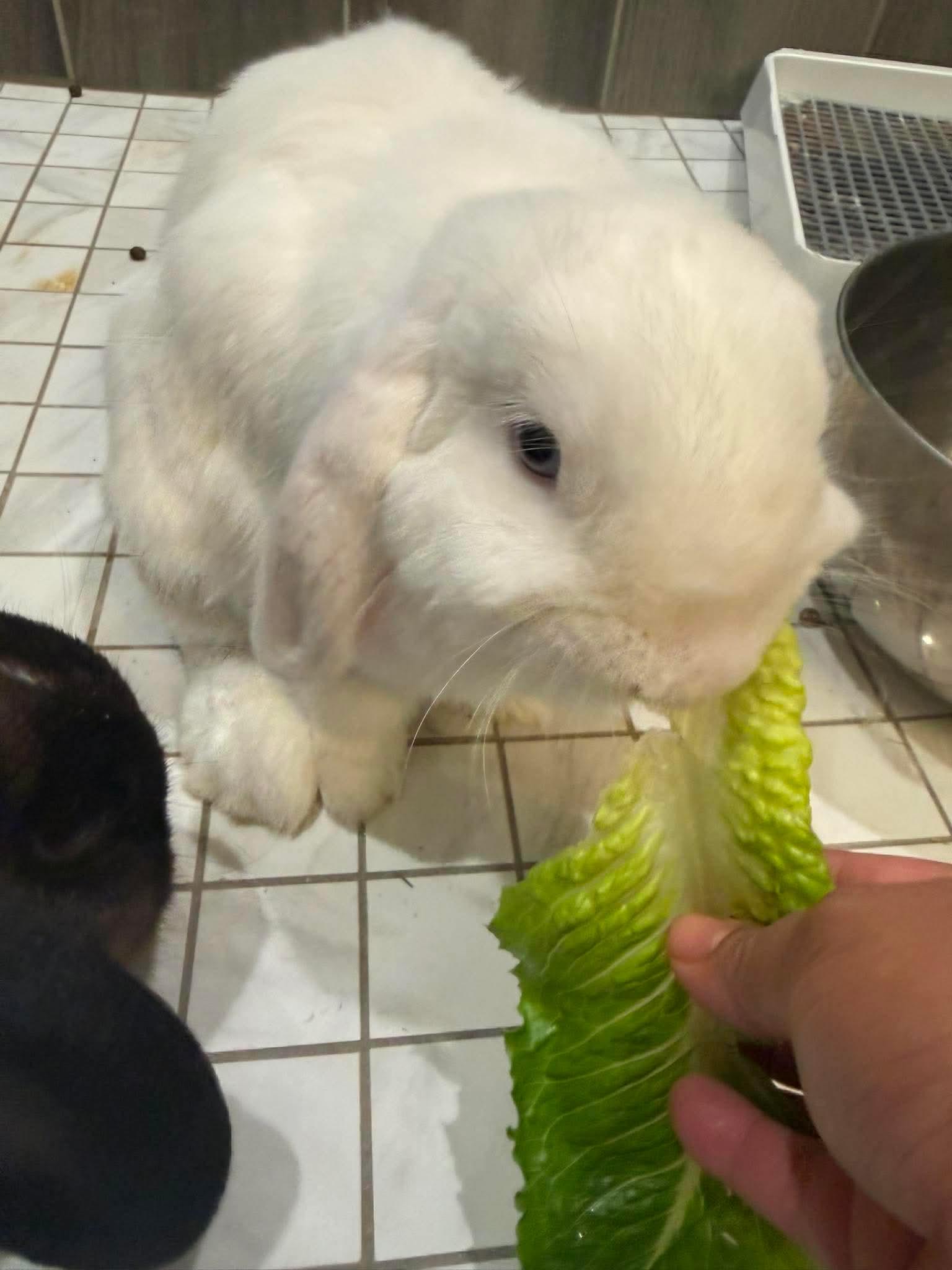 Enlarge Snowy & Brownie, a Adoptable mixed breed in Paradis, LA image 3/6