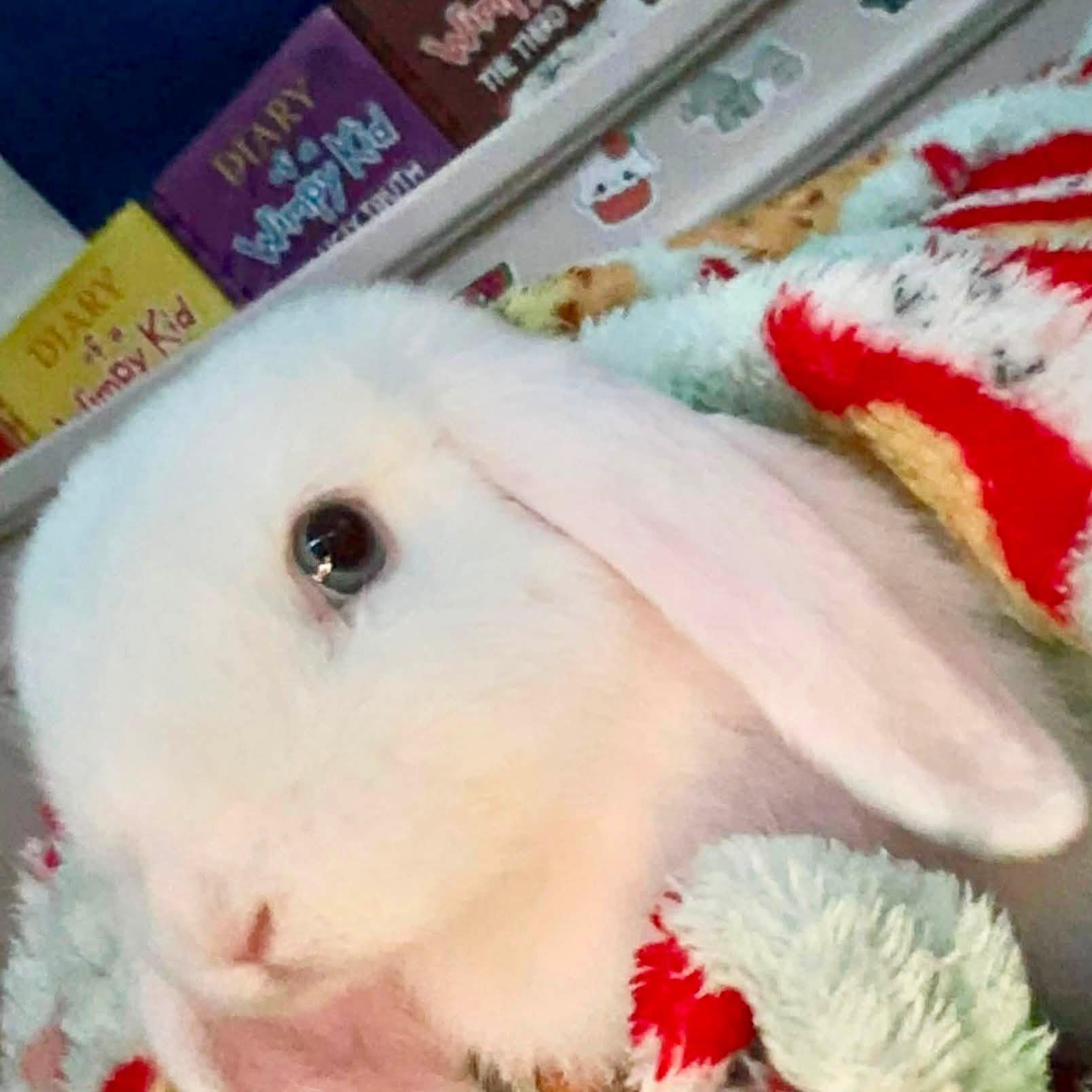 Snowy & Brownie, Adoptable, Young Male Holland Lop.