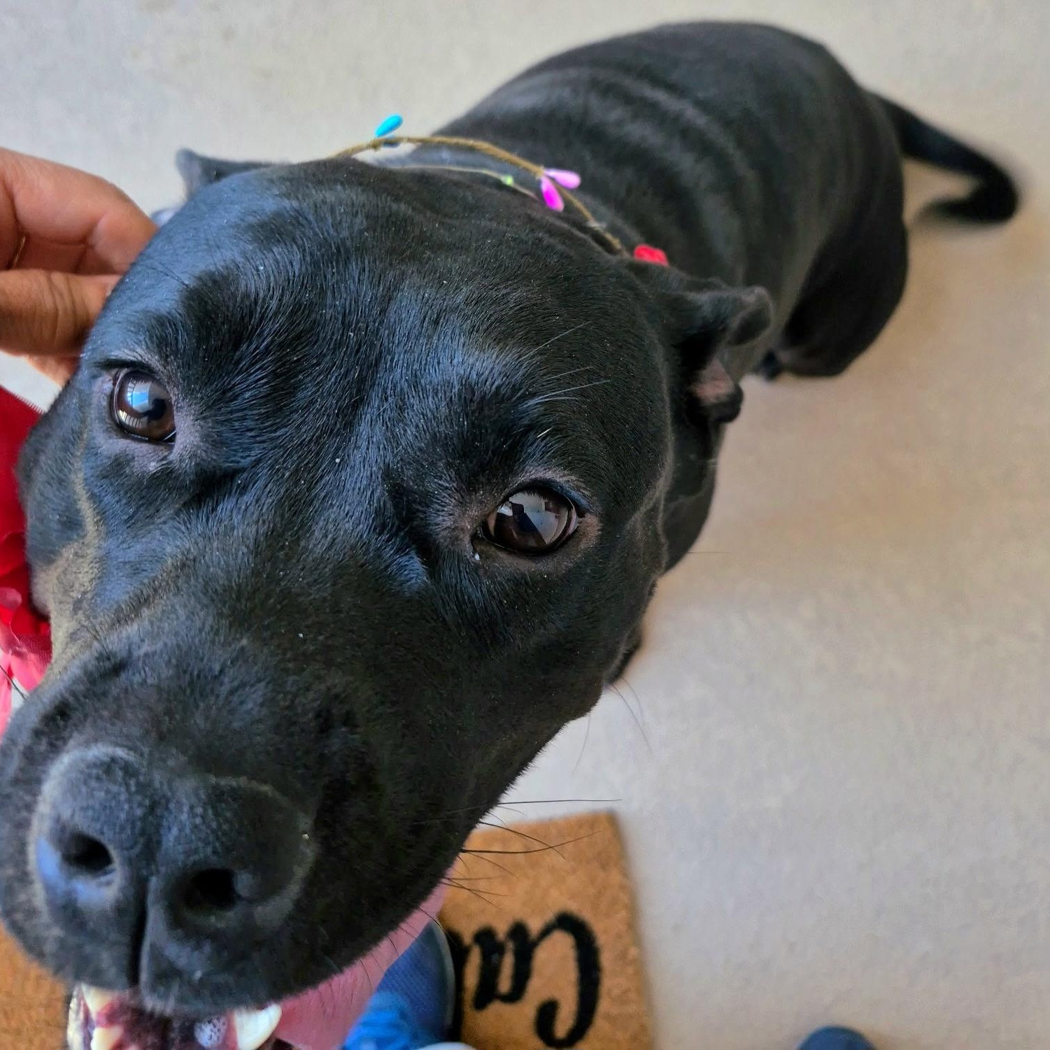 Enlarge Venus, a Adoptable mixed breed in Seal Beach, CA image 3/6
