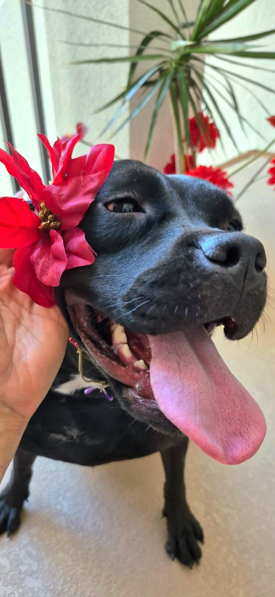 Enlarge Venus, a Adoptable mixed breed in Seal Beach, CA image 2/6