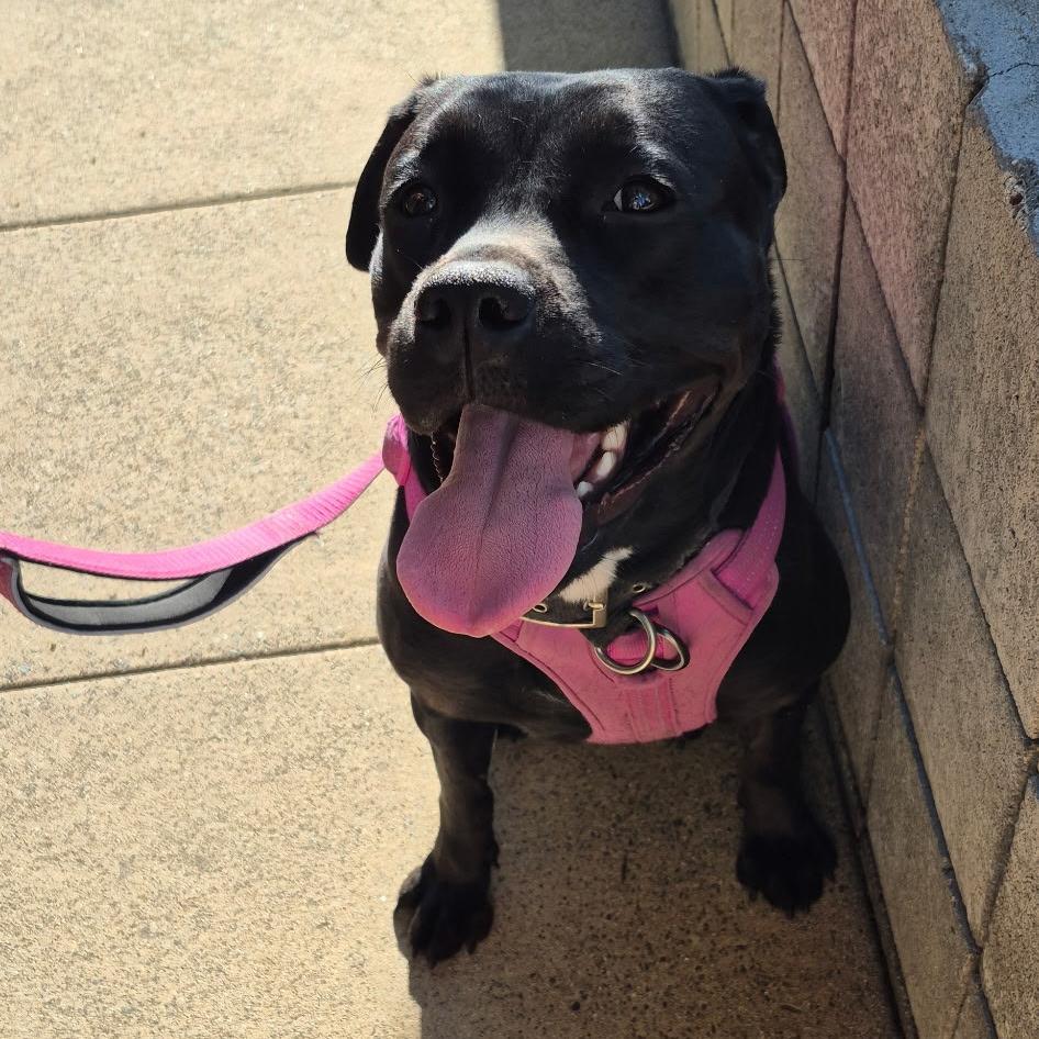 Enlarge Venus, a Adoptable mixed breed in Seal Beach, CA image 4/6