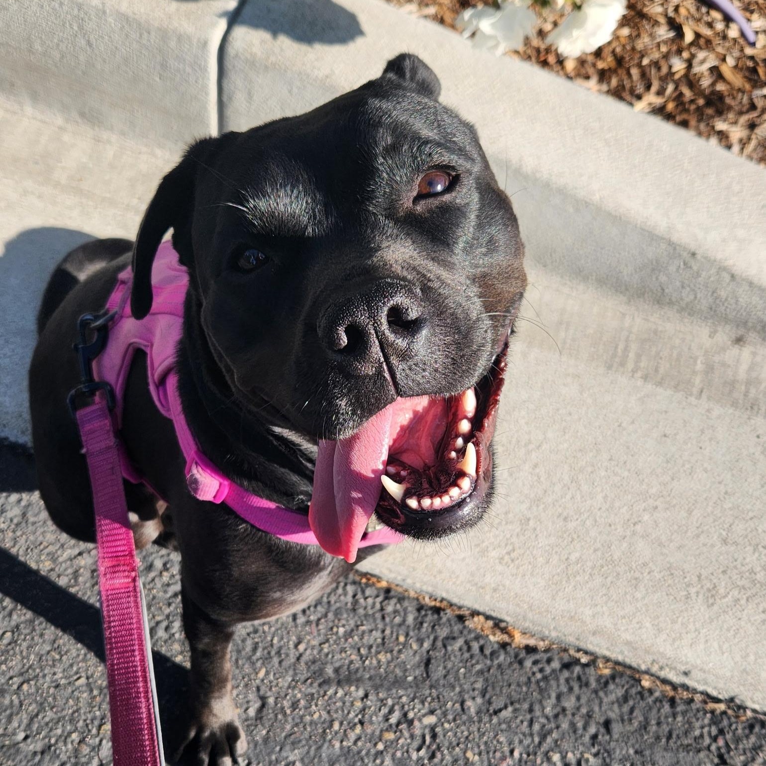 Venus, Adoptable, Adult Female Pit Bull Terrier.