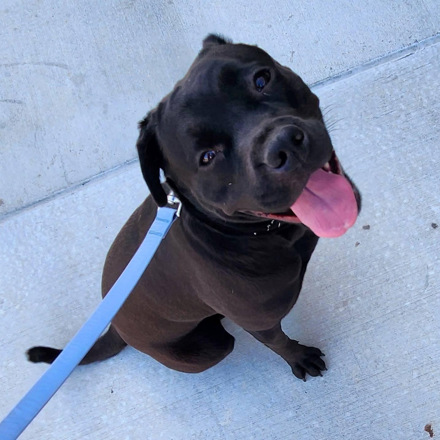Enlarge Venus, a Adoptable mixed breed in Seal Beach, CA image 4/6