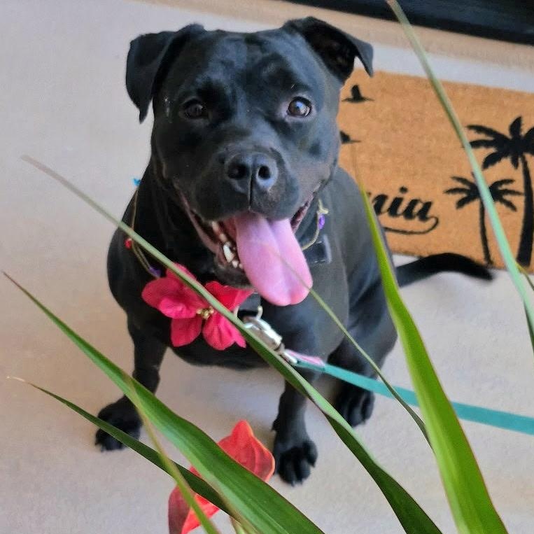 Enlarge Venus, a Adoptable mixed breed in Seal Beach, CA image 5/6