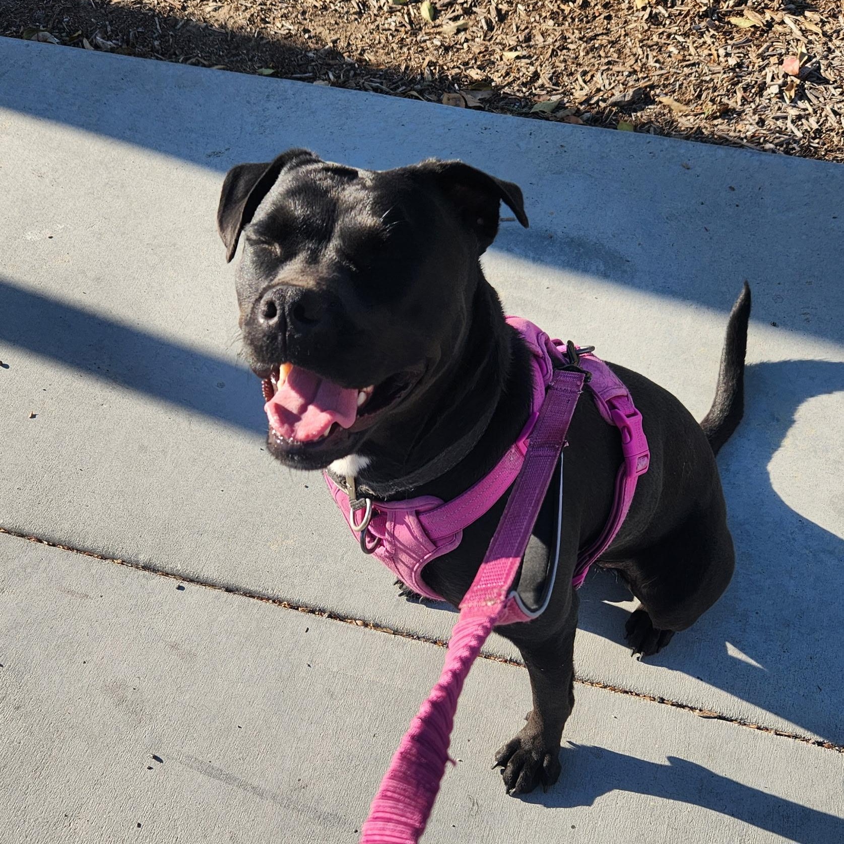 Enlarge Venus, a Adoptable mixed breed in Seal Beach, CA image 5/6