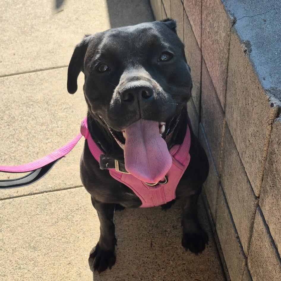 Enlarge Venus, a Adoptable mixed breed in Seal Beach, CA image 2/6