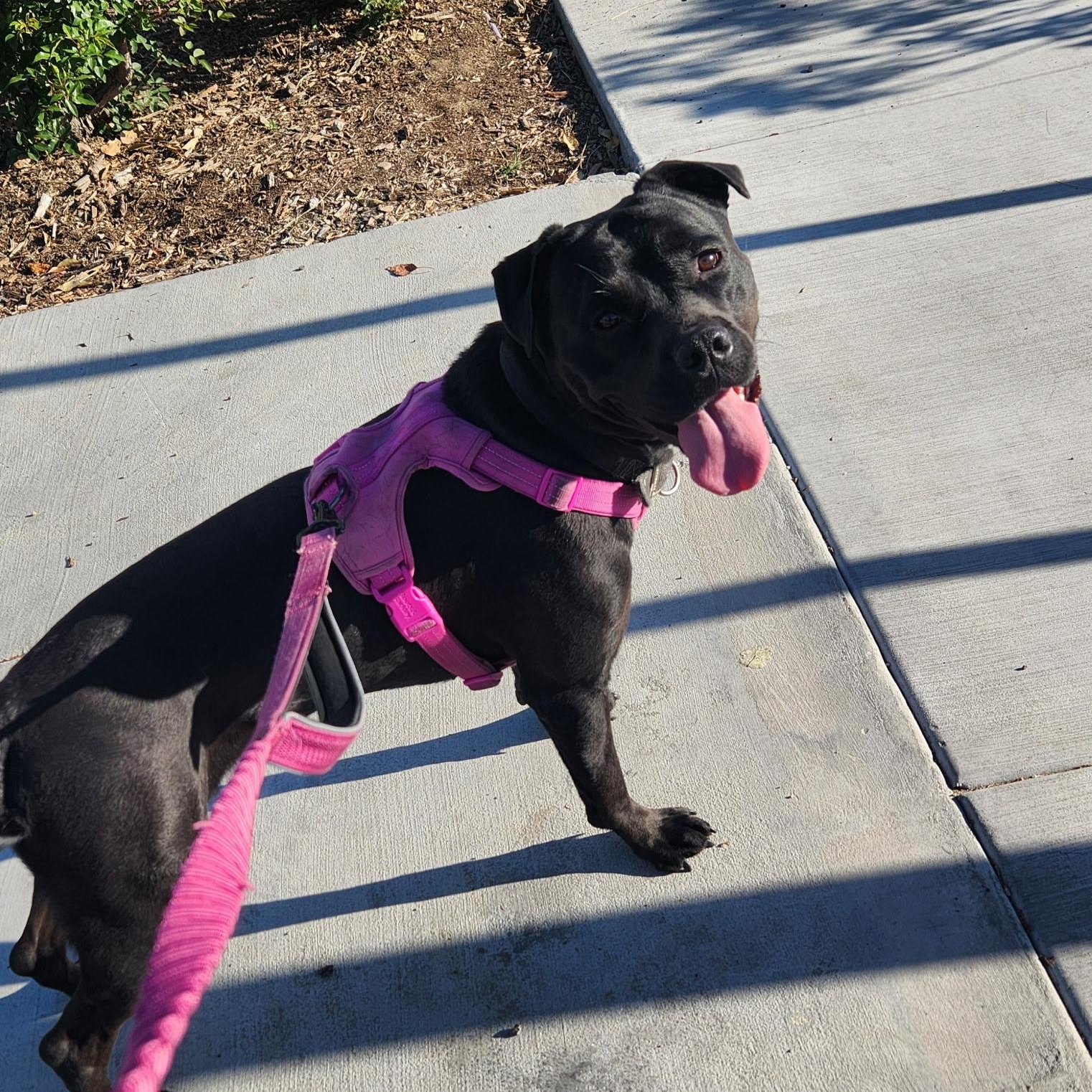 Enlarge Venus, a Adoptable mixed breed in Seal Beach, CA image 6/6