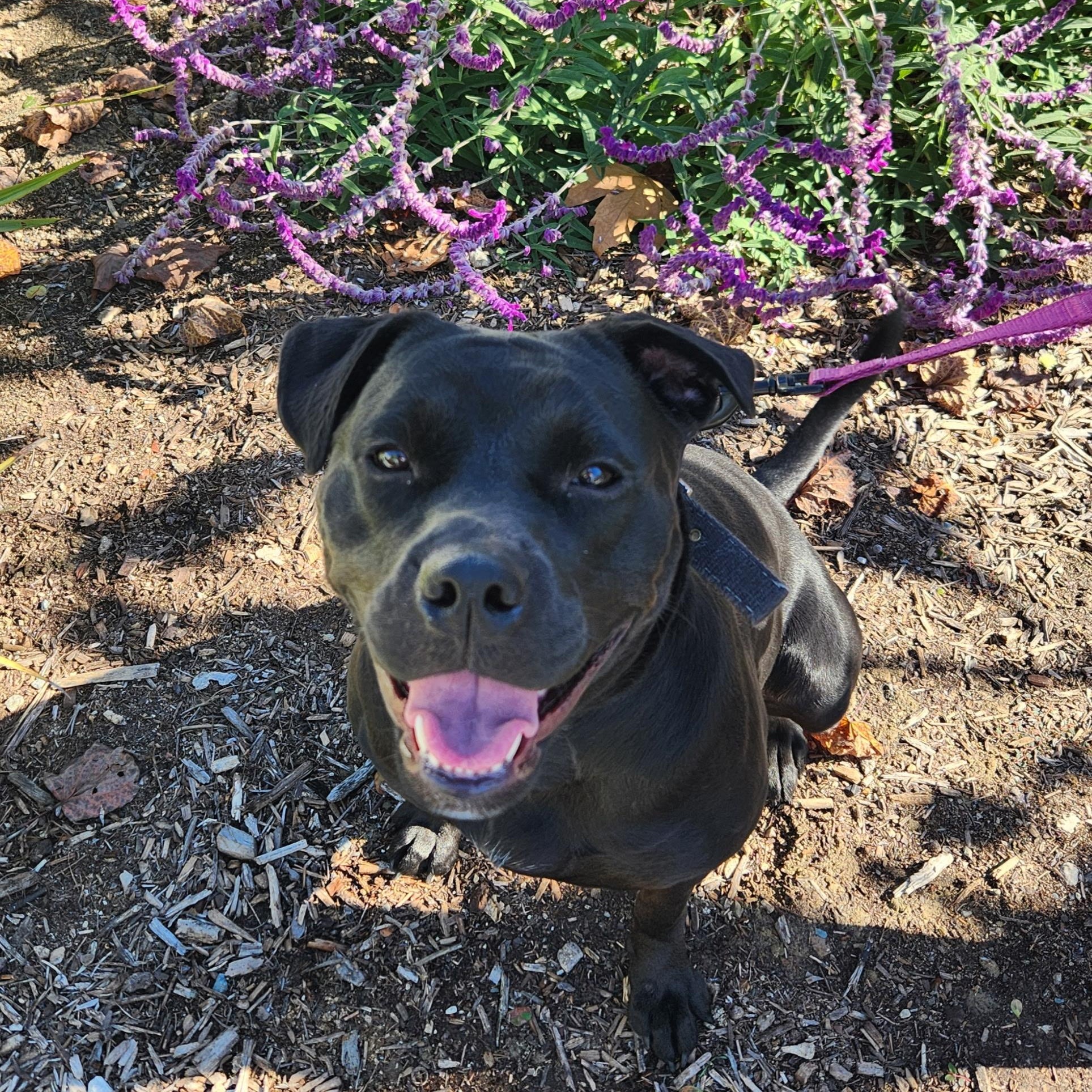 Venus, Adoptable, Adult Female Pit Bull Terrier.