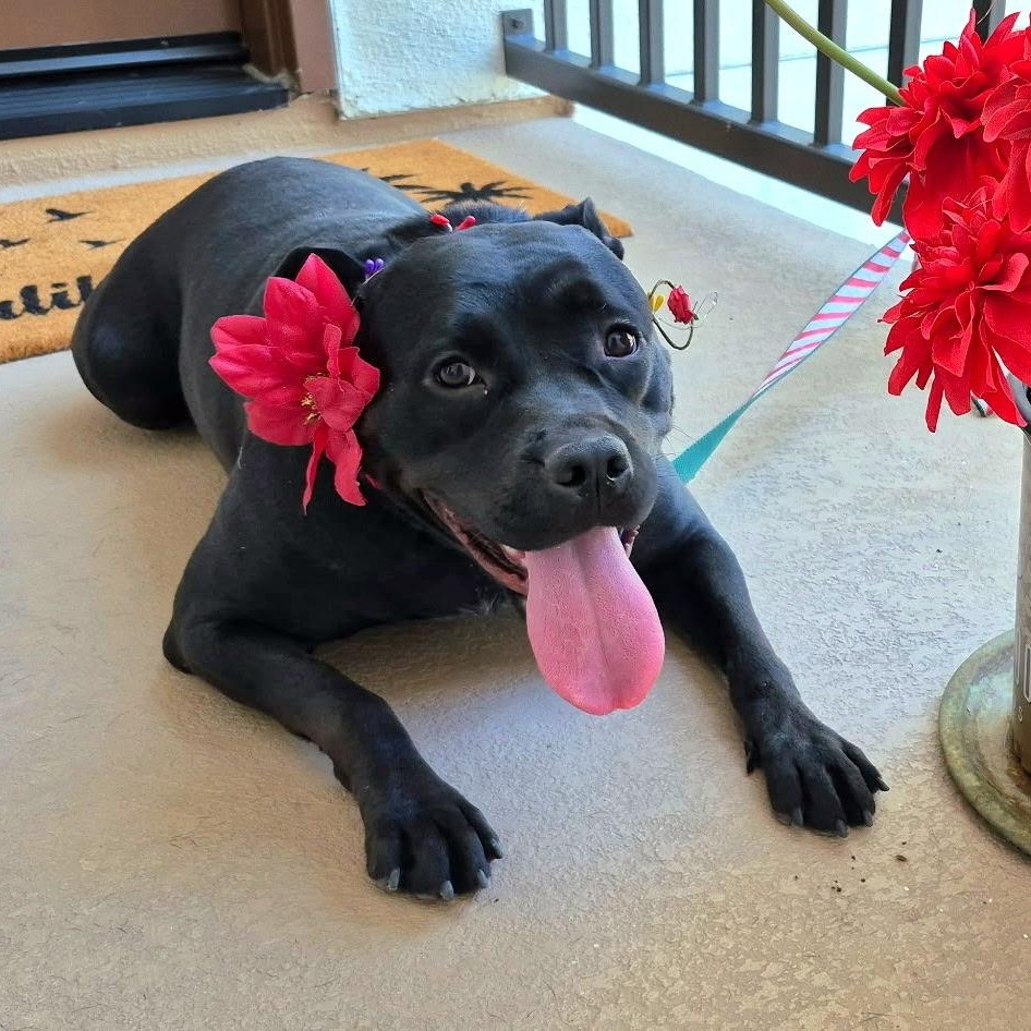 Enlarge Venus, a Adoptable mixed breed in Seal Beach, CA image 6/6
