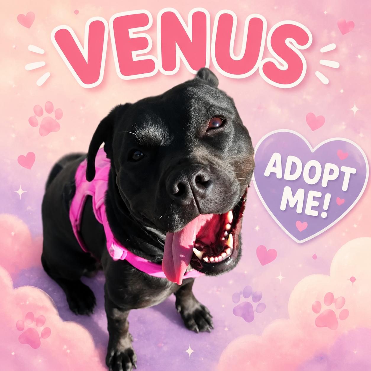 Venus, Adoptable, Adult Female Pit Bull Terrier.