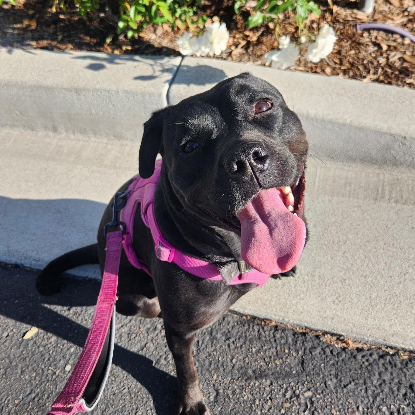 Enlarge Venus, a Adoptable mixed breed in Seal Beach, CA image 3/6