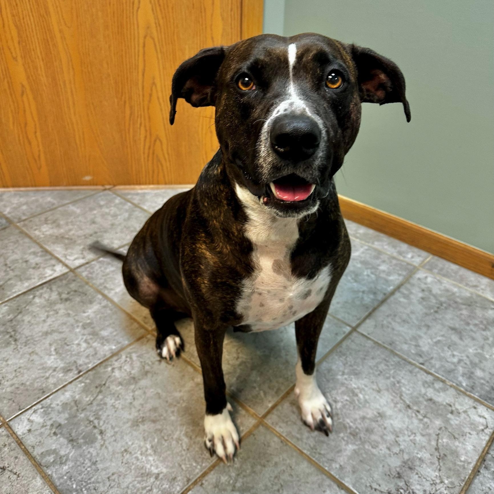 Lina Bean, ADOPTABLE, Adult Female Pit Bull Terrier.