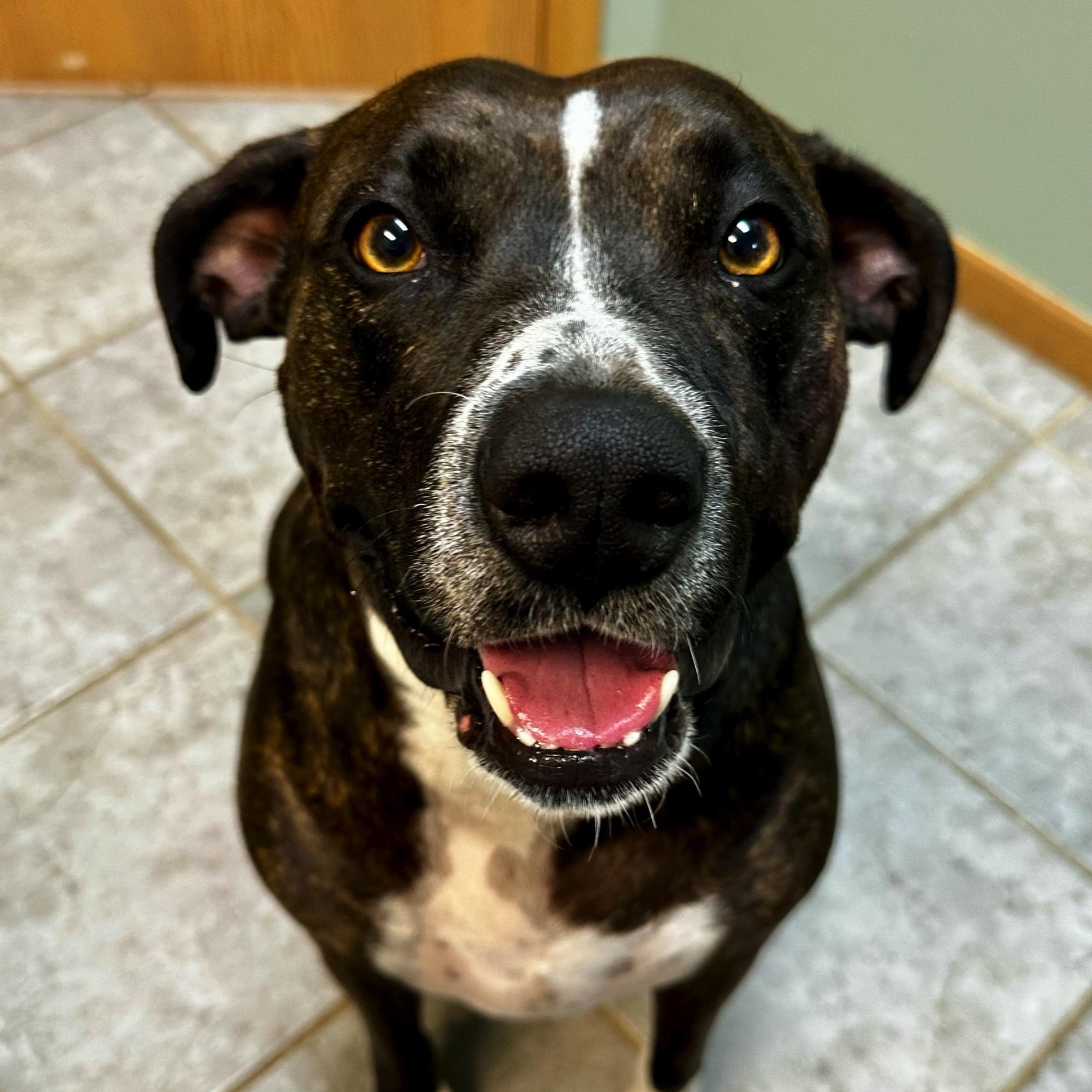 Lina Bean, a ADOPTABLE mixed breed in High Ridge, MO image 4/6