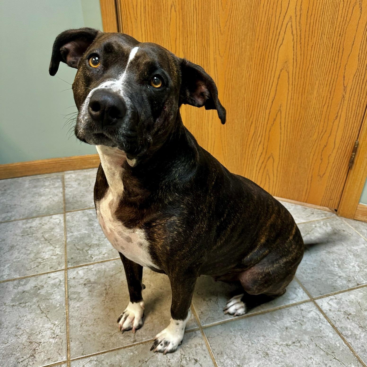Lina Bean, a ADOPTABLE mixed breed in High Ridge, MO image 5/6