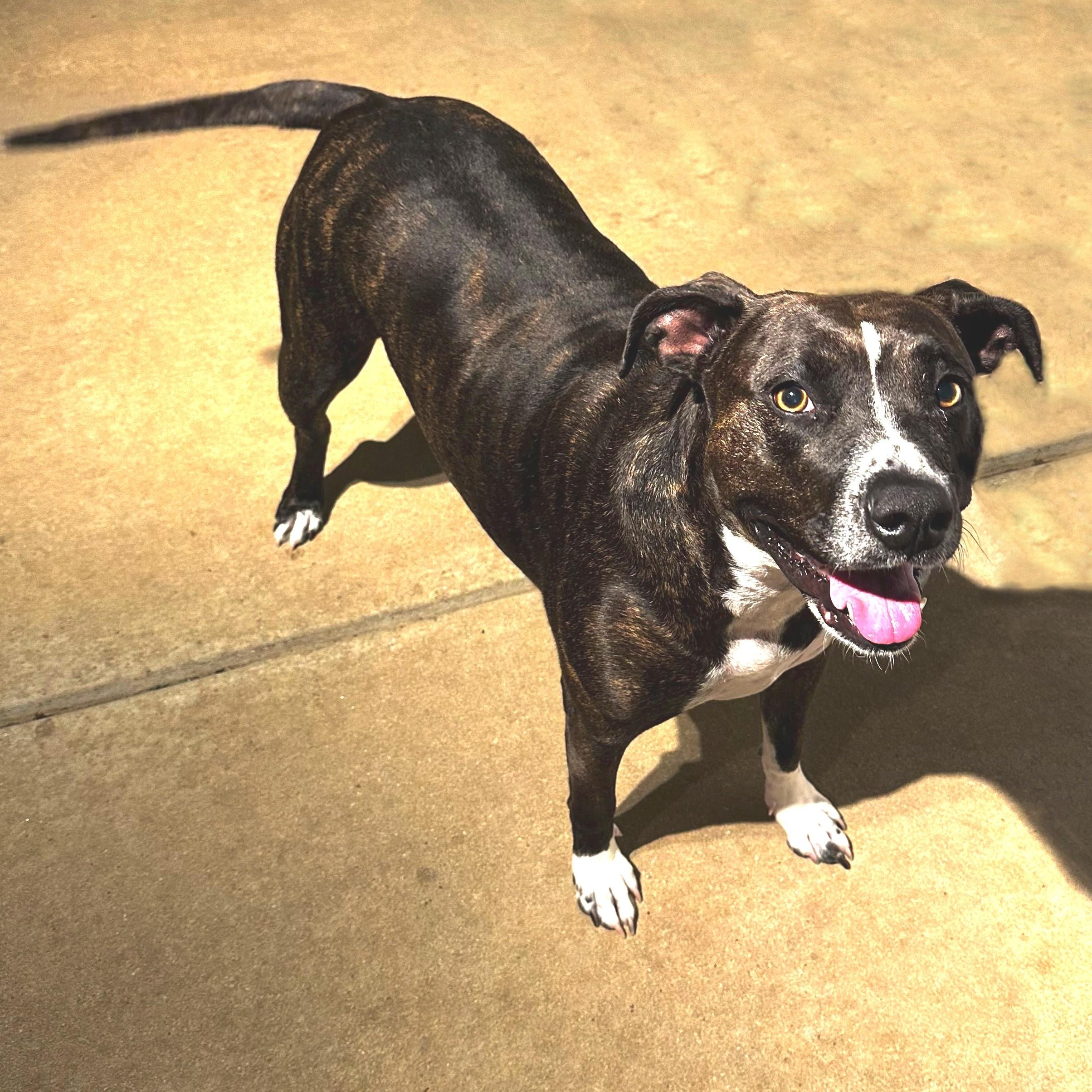 Lina Bean, a ADOPTABLE mixed breed in High Ridge, MO image 6/6