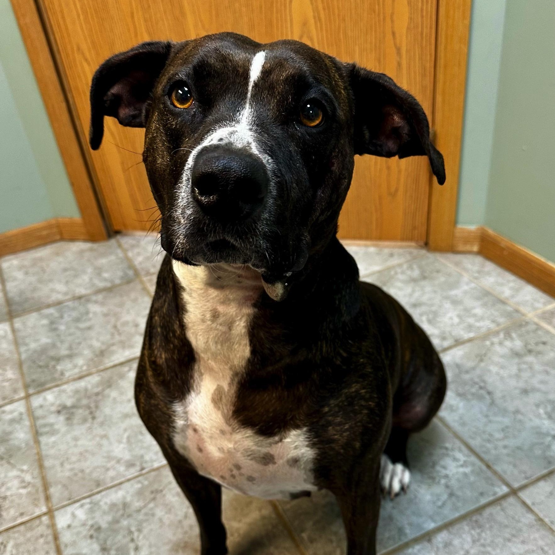 Lina Bean, a ADOPTABLE mixed breed in High Ridge, MO image 2/6