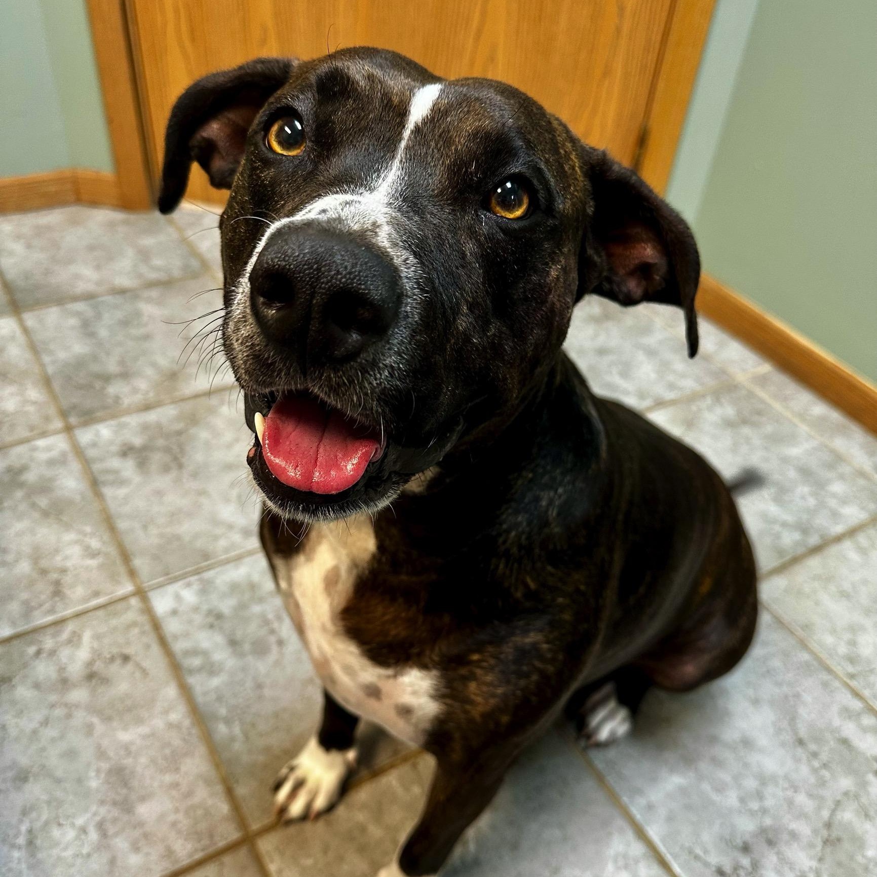 Lina Bean, a ADOPTABLE mixed breed in High Ridge, MO image 3/6