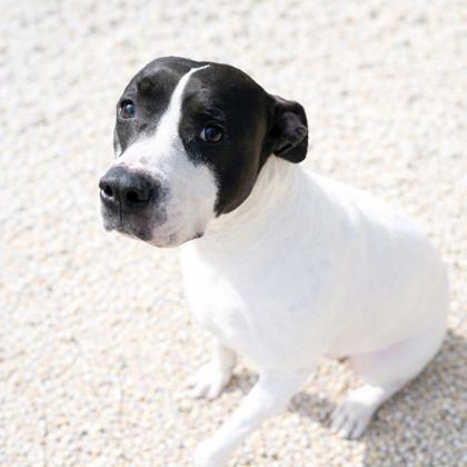 Petunia, Adoptable, Adult Female Pit Bull Terrier & Mixed Breed.