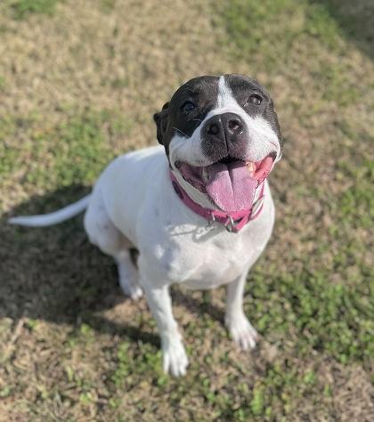 Enlarge Petunia, a Adoptable mixed breed in Gray, LA image 1/1
