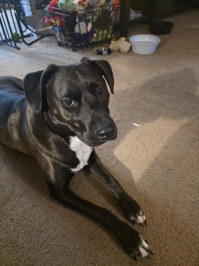 Fen (Fenny), ADOPTABLE, Adult Male Labrador Retriever.