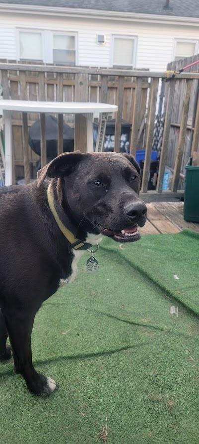 Fen (Fenny), a ADOPTABLE mixed breed in Pawtucket, RI image 3/3