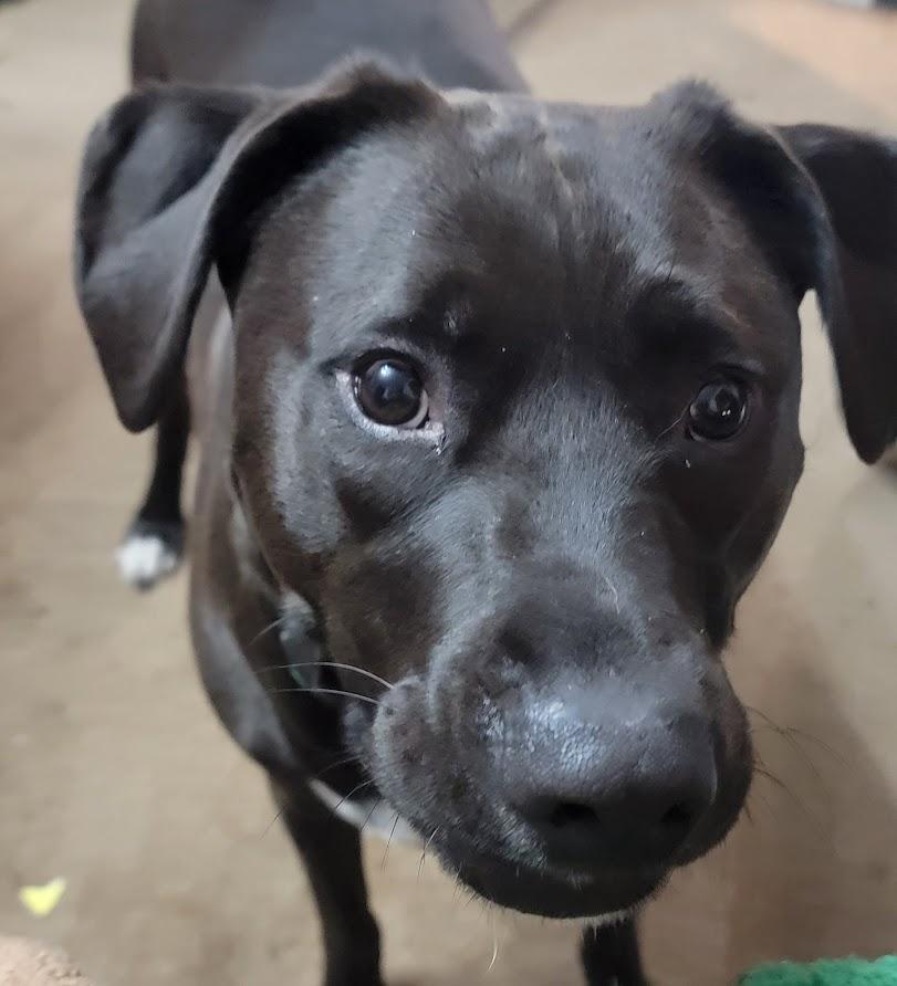 Fen (Fenny), a ADOPTABLE mixed breed in Pawtucket, RI image 2/3