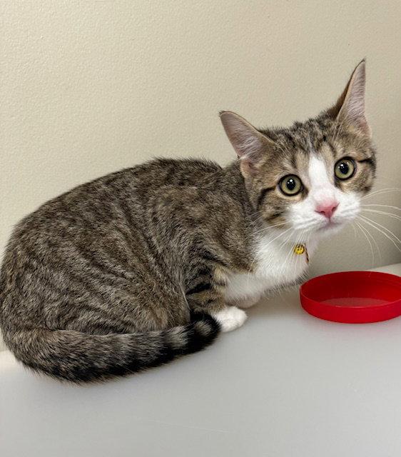 Mickey, Adoptable, Young Male Domestic Short Hair.