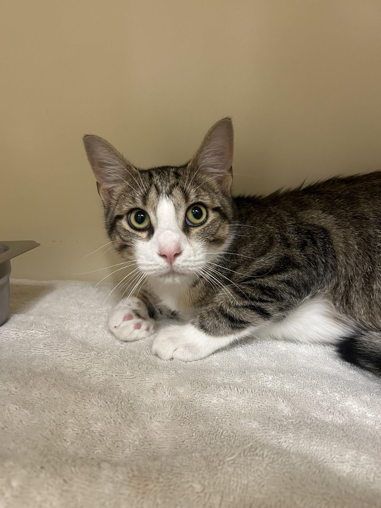 Mickey, a Adoptable Domestic Short Hair in Lancaster, PA image 2/2