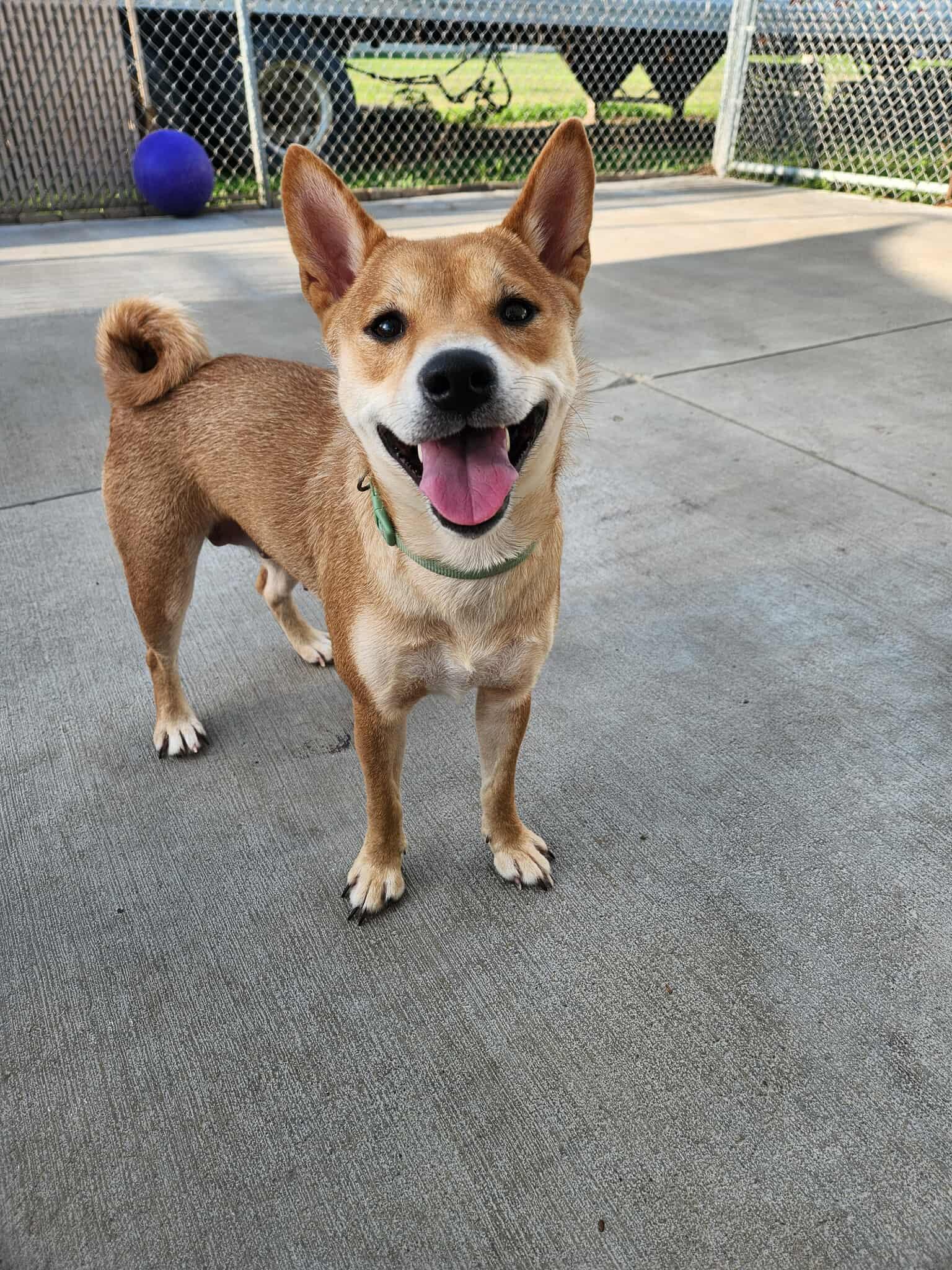 Bella
