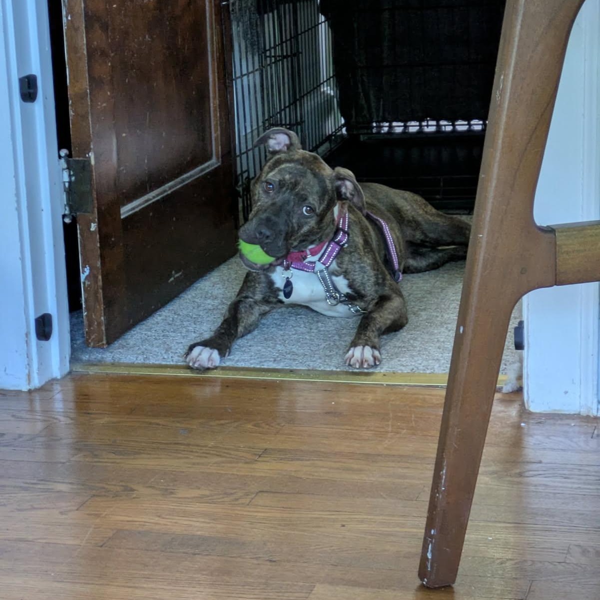 Rajah, a ADOPTABLE mixed breed in Mishawaka, IN image 2/6
