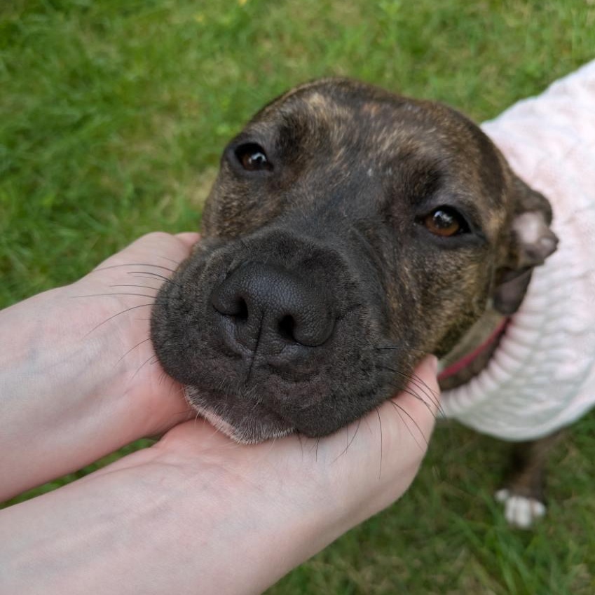 Rajah, a ADOPTABLE mixed breed in Mishawaka, IN image 4/6