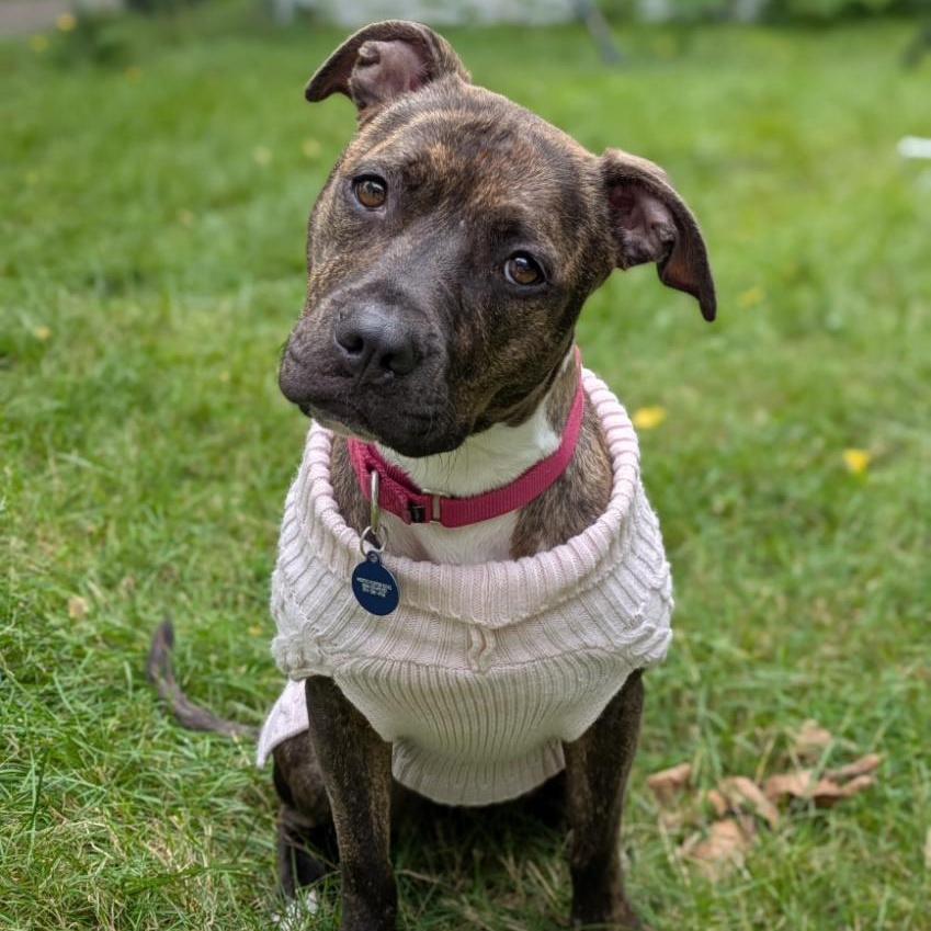Rajah, a ADOPTABLE mixed breed in Mishawaka, IN image 3/6