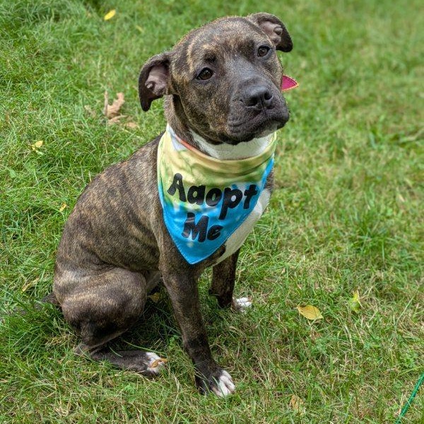 Rajah, a ADOPTABLE mixed breed in Mishawaka, IN image 5/6