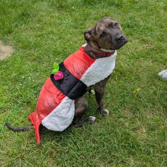 Rajah, a ADOPTABLE mixed breed in Mishawaka, IN image 6/6