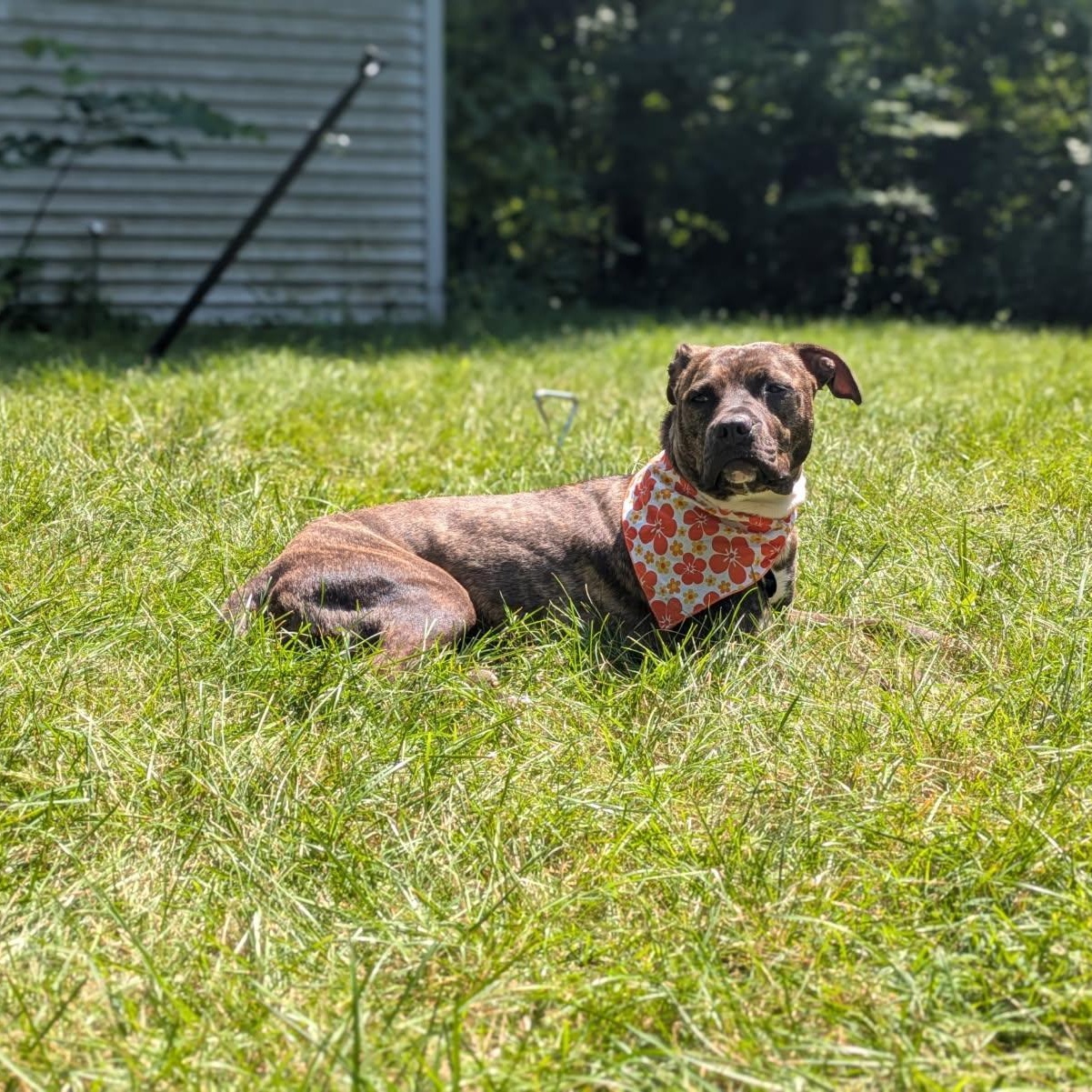 Rajah, ADOPTABLE, Young Female Mixed Breed.