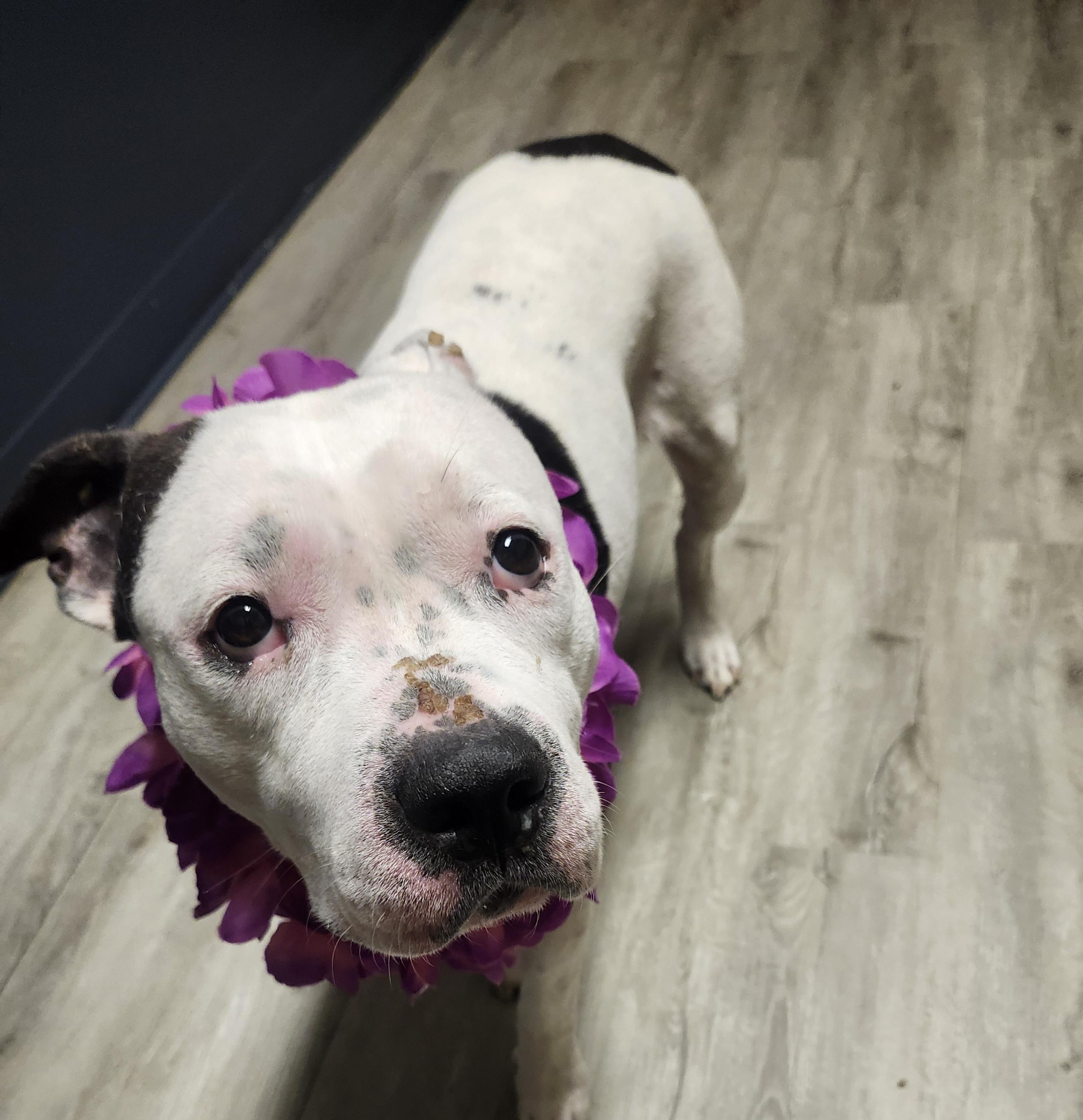 White Rabbit, adopted, Young Female Pit Bull Terrier.