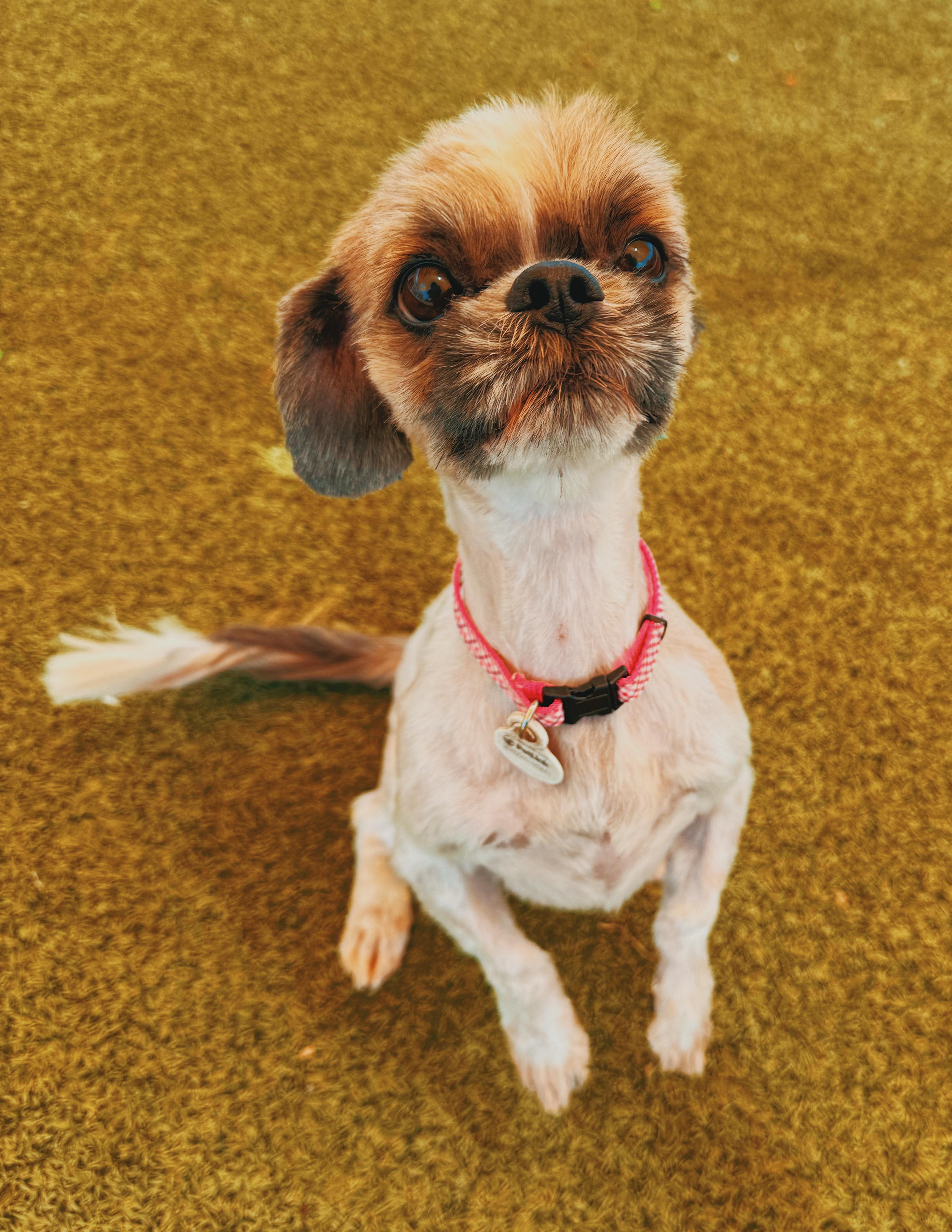 Enlarge Lulu, an adoptable Shih Tzu in Hays, KS image 5/6