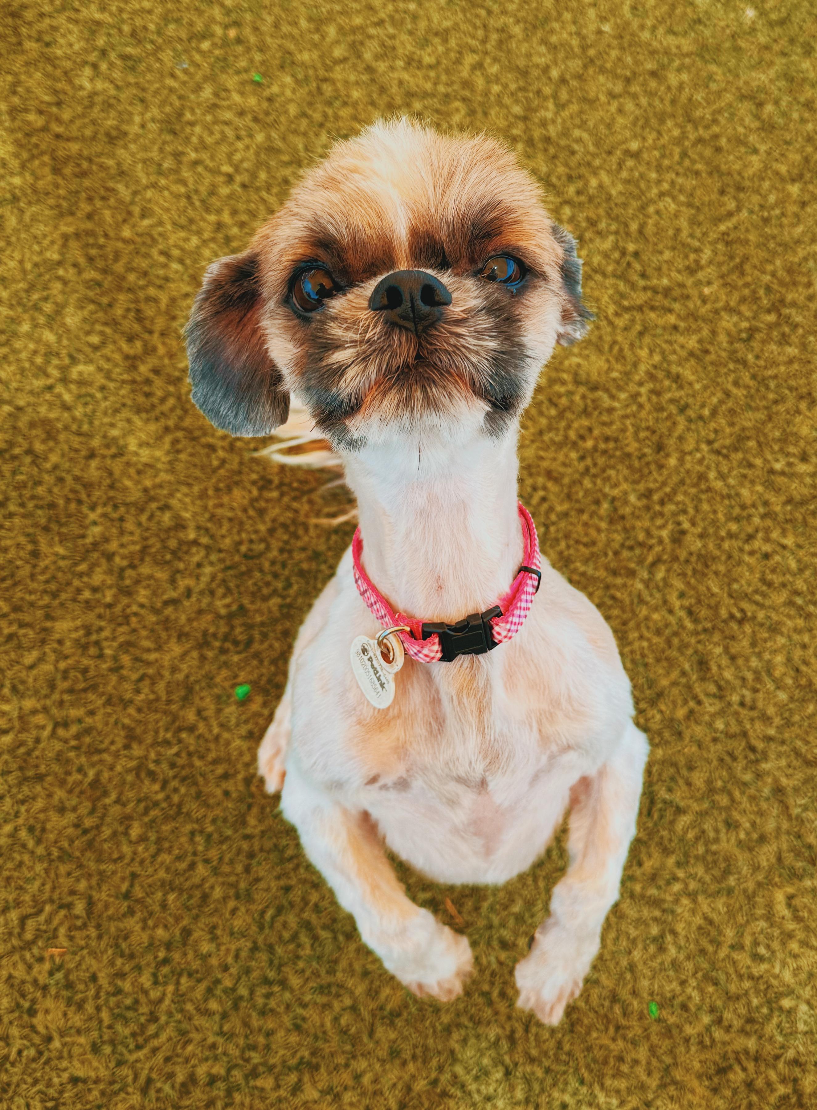 Enlarge Lulu, an adoptable Shih Tzu in Hays, KS image 4/6
