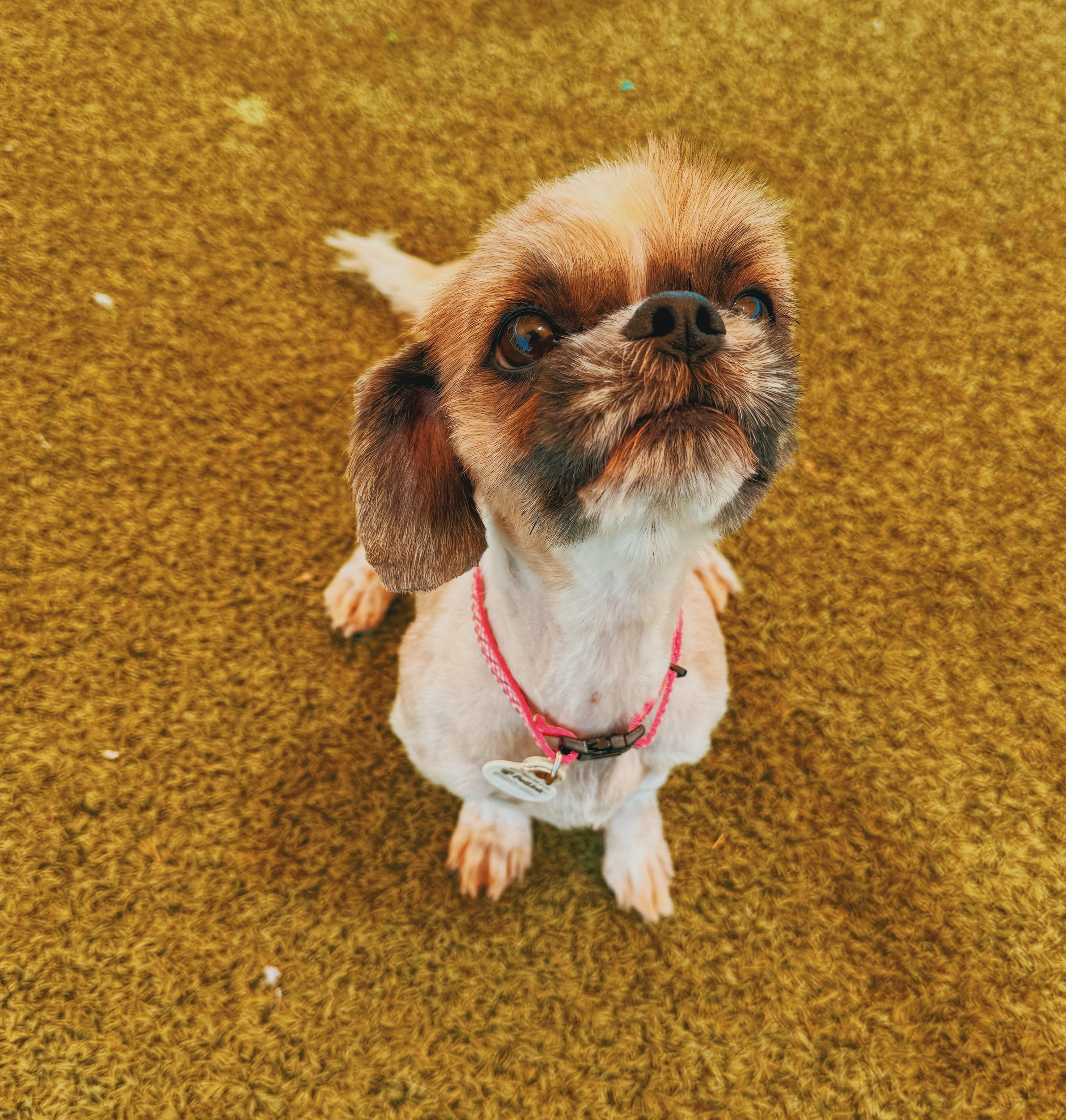 Enlarge Lulu, an adoptable Shih Tzu in Hays, KS image 6/6