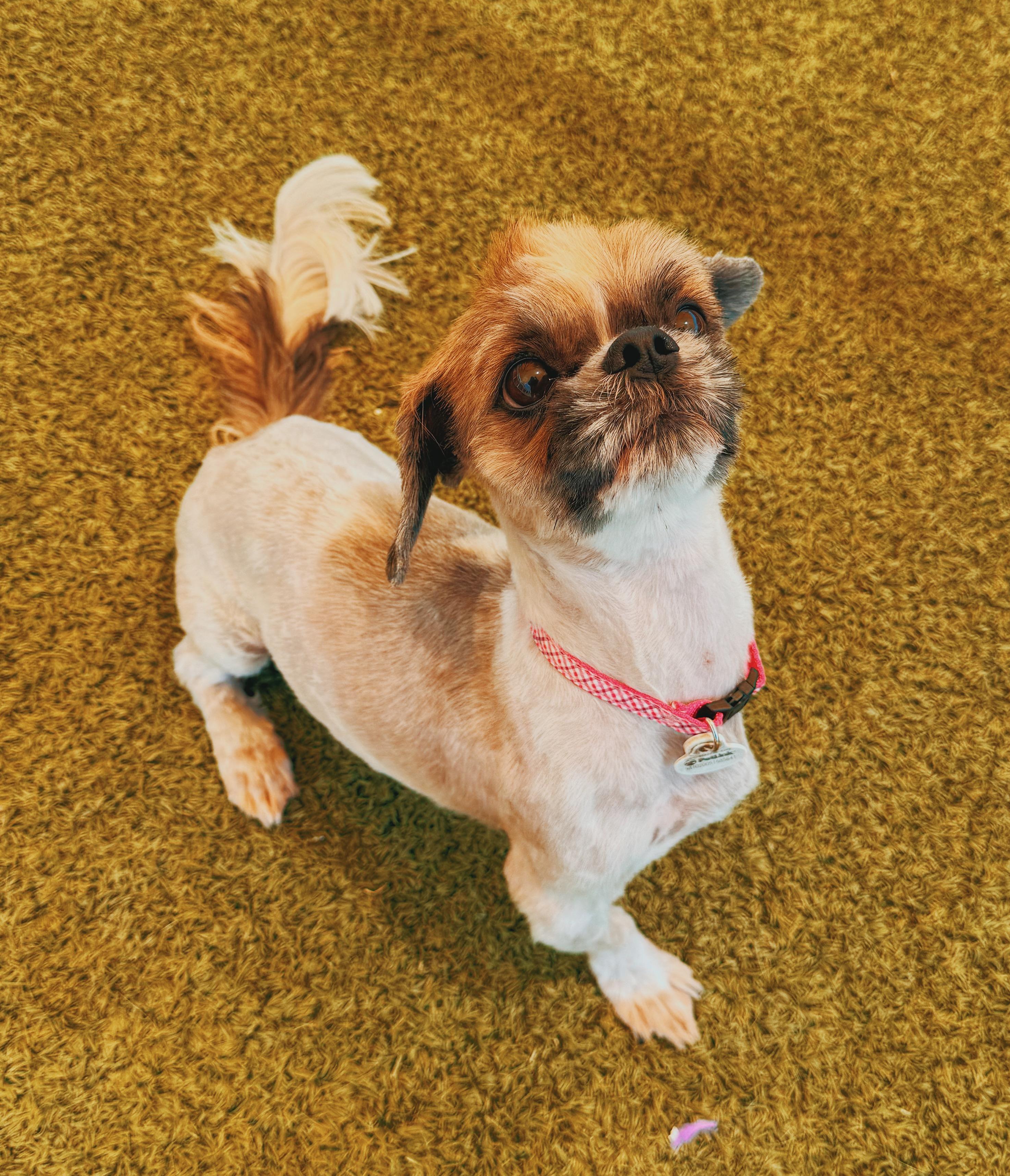 Lulu, adoptable, Adult Female Shih Tzu.