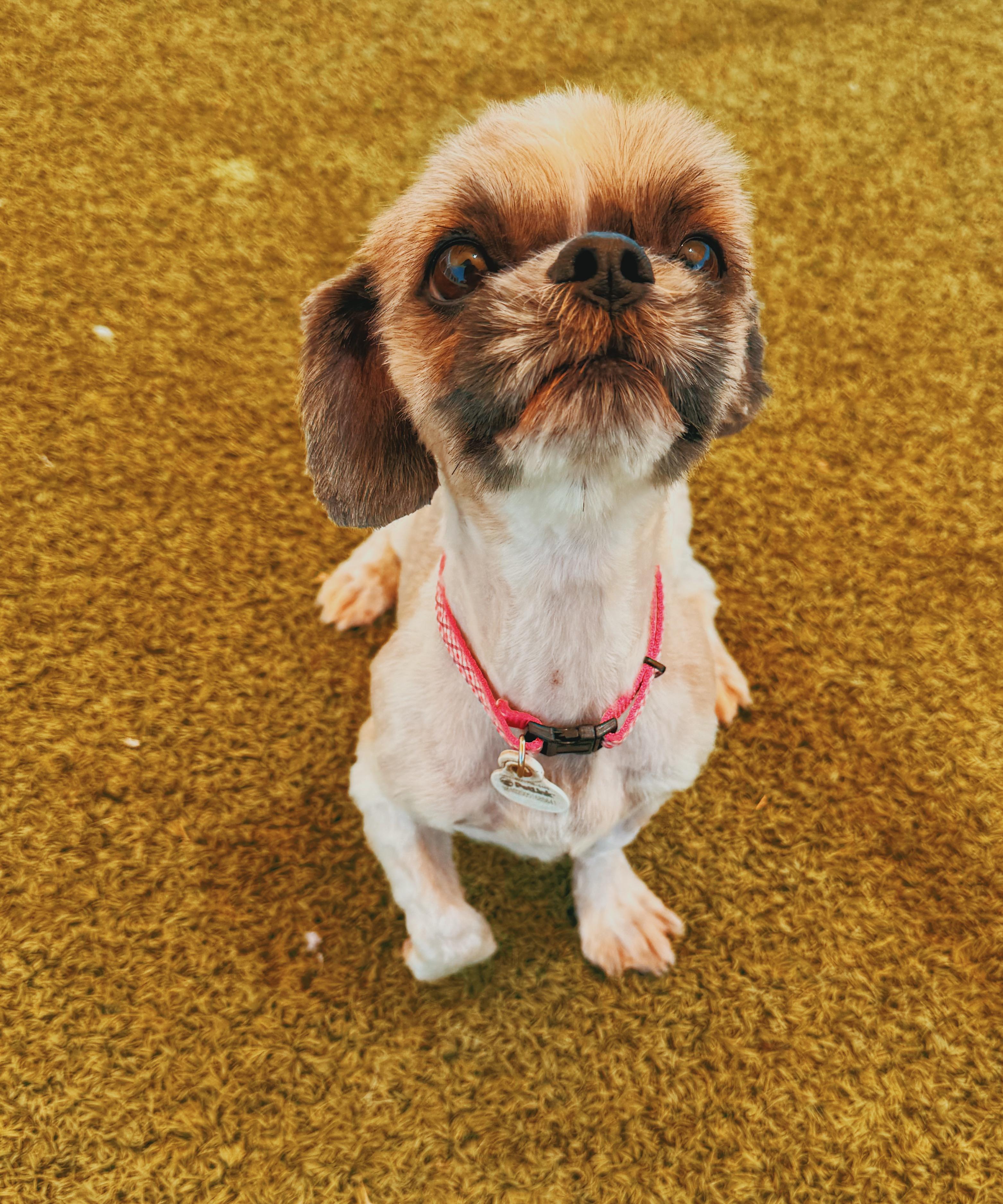 Enlarge Lulu, an adoptable Shih Tzu in Hays, KS image 2/6