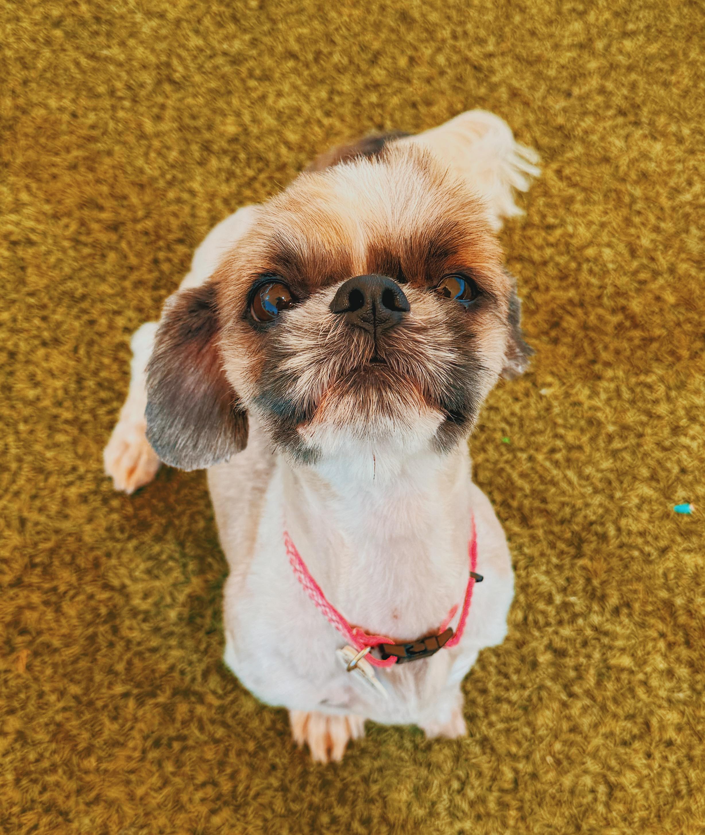 Enlarge Lulu, an adoptable Shih Tzu in Hays, KS image 3/6