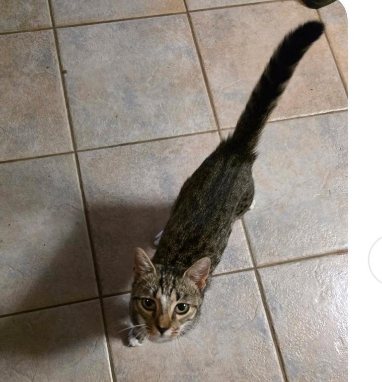 Enlarge 1125-15 Velma, a Adoptable Domestic Short Hair in Abingdon, MD image 2/2