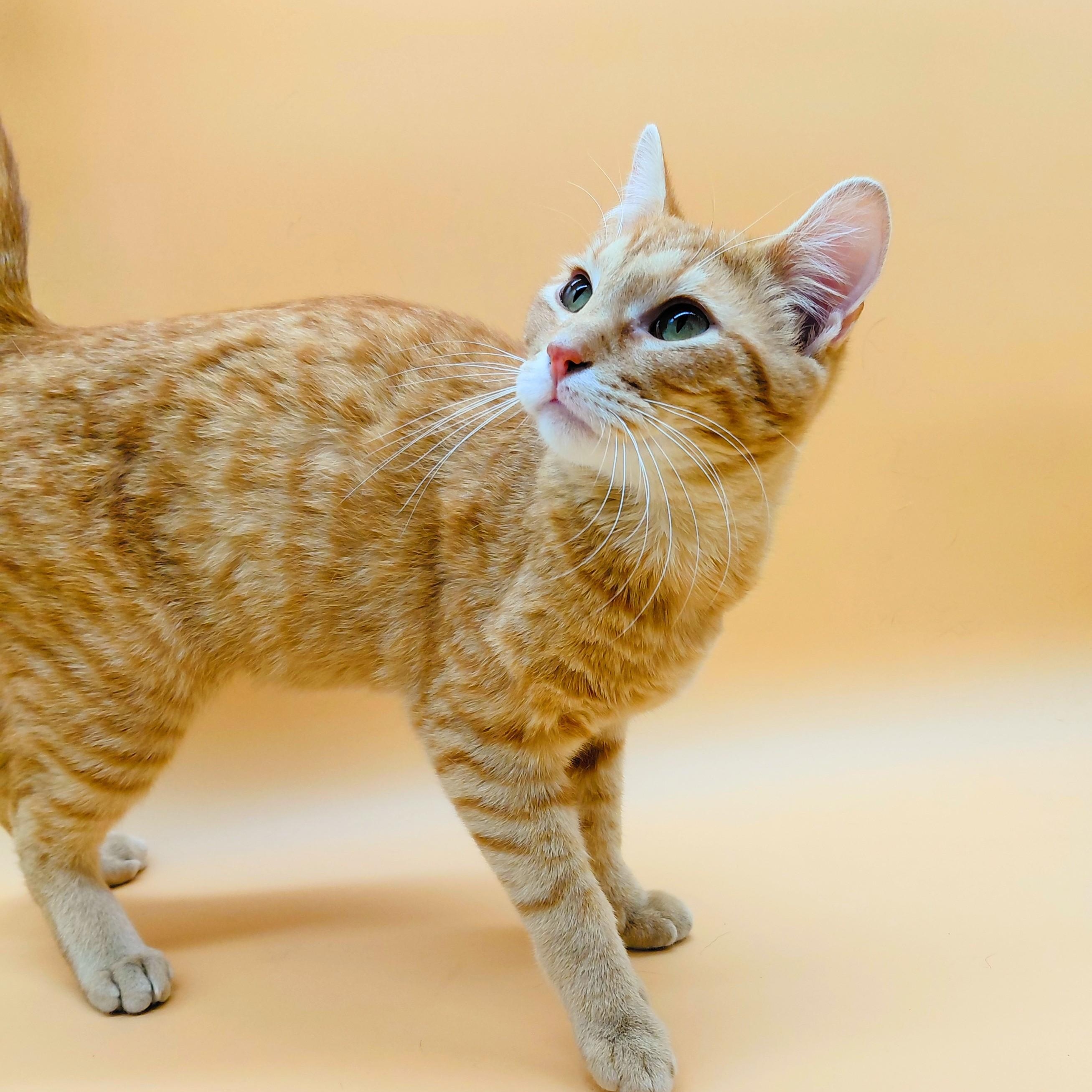 Rakkaus — thumbnail 4