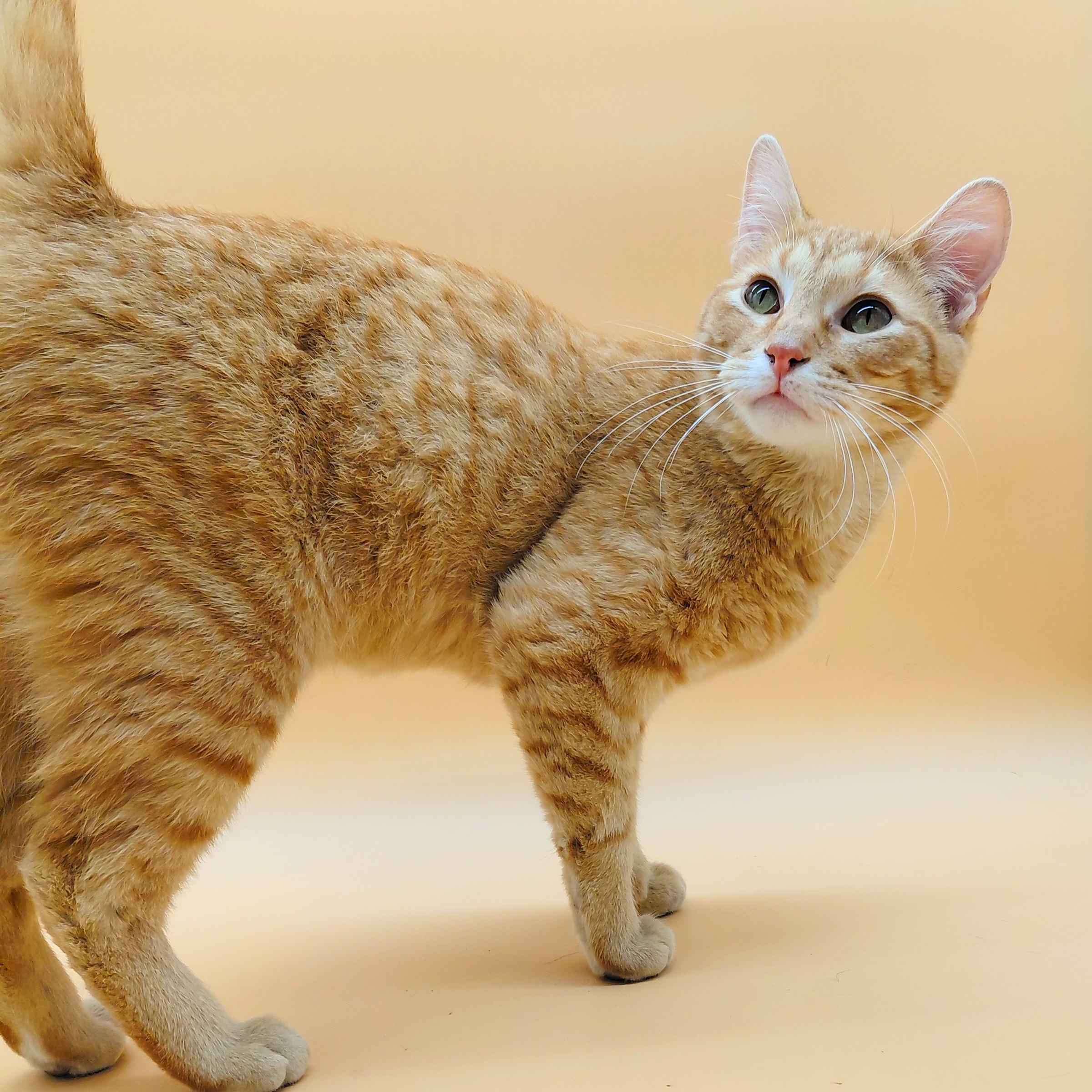 Rakkaus — thumbnail 5