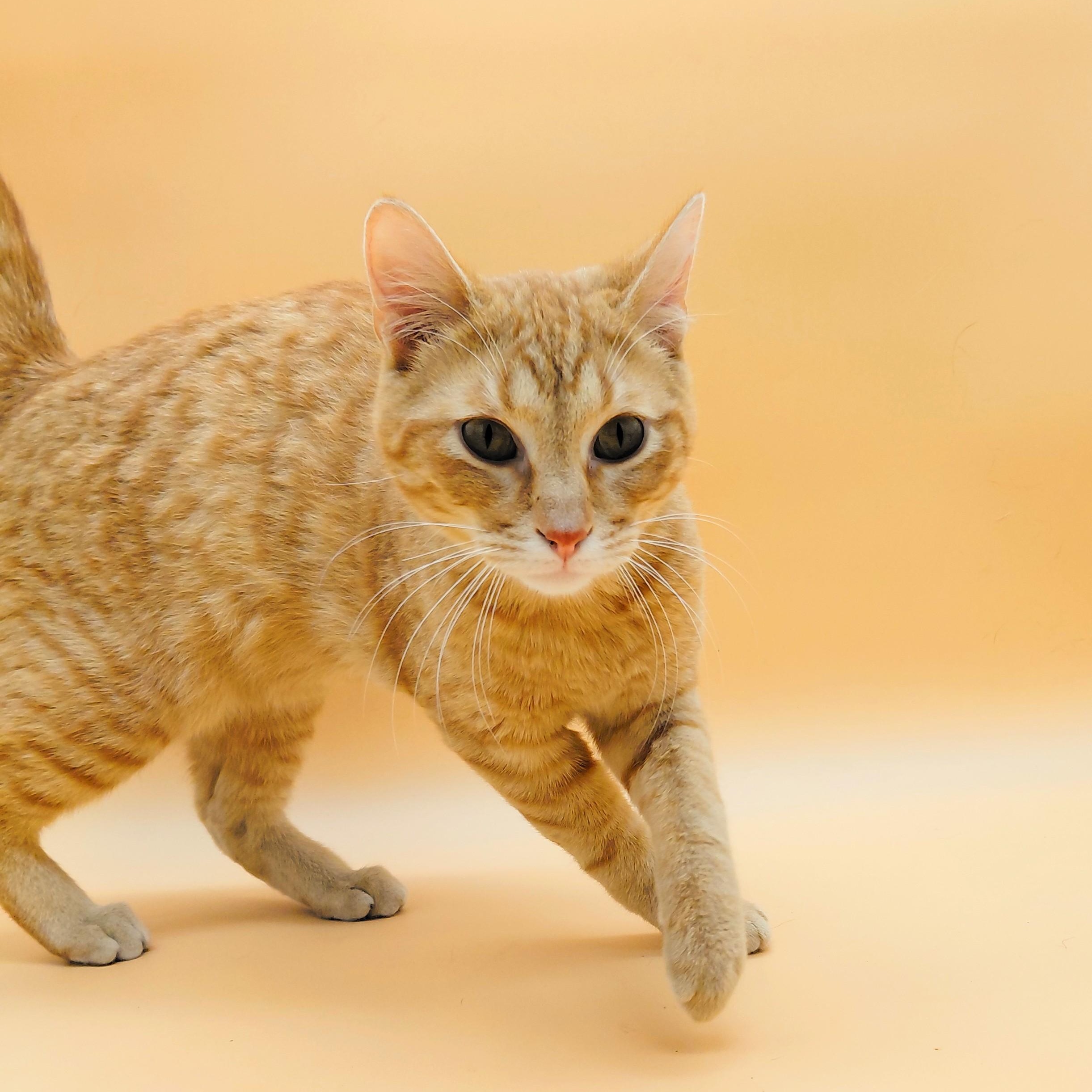 Rakkaus — thumbnail 6